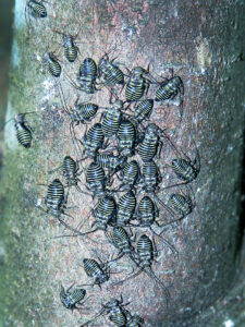 Photo showing a group of immature bark lice show their characteristic striped abdomens.