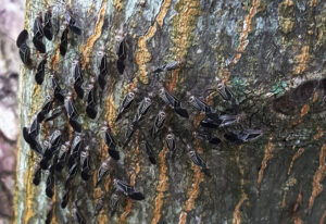 Photo showing a group of adult barklice with darkly colored wings held as a tent over themselves.
