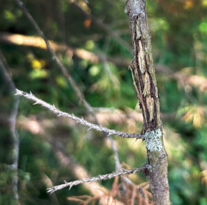 Closeup photo showing oviposition damage from cicadas discovered on a red cedar twig in Beloit in August 2025. / Photo Credit: Wisconsin DNR