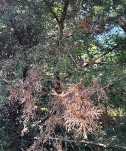 Photo showing dieback discovered on red cedar branches in Beloit (Rock County) in August 2025.
