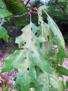 Closeup photo showing that mite damage is often focused along the veins and causes areas of the leaf to turn tan.