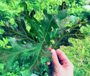 Closeup photo showing leaf scorch that has caused interveinal leaf tissue to brown.