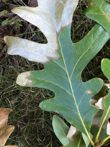 Closeup photo showing oak wilt leaf symptoms on a white oak leaf show browning on the outer portions of the leaf while the base of the leaf will still have some normal green color.