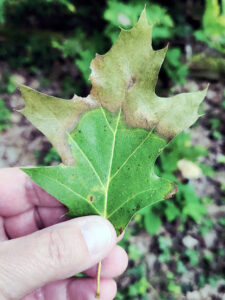 Closeup photo showing oak wilt leaf symptoms on a red oak leaf. Leaves often show browning on the outer portions of the leaf while the base of the leaf will still have some normal green color.
