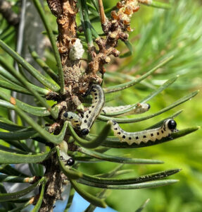 Photo showing five Neodiprion maurus larvae feeding on jack pine needles.
