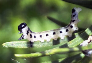 Closeup photo showing Neodiprion maurus, an uncommon sawfly on jack pine, with raised head and tail in a pose meant to scare predators by making them look larger and pointier.