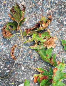Photo showing blotches of brown causing leaves to distort and curl, caused by Tubakia leaf spot.