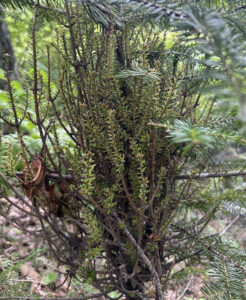 Photo showing witches’ broom on balsam fir (Abies balsamea). Rust-colored spores will be visible emerging from stunted foliage during midsummer.