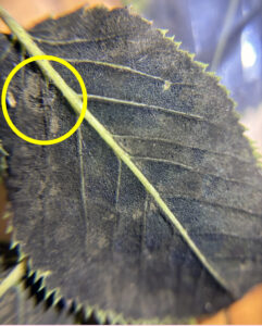 Closeup photo showing fruiting bodies of the fungus that causes serviceberry witches’ broom cover the underside of a leaf, with the heaviest concentration circled.