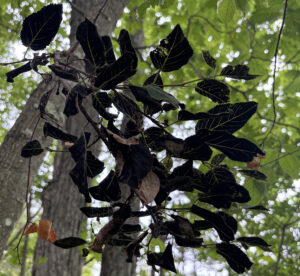 Photo showing infected serviceberry leaves appear black with contrasting, light-green veins visible from underneath.