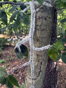 A photo of beech blight aphids found on a beech twig at Kohler-Andrae State Park in Sheboygan County.