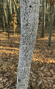 A photo of dense “white wool” of beech scale on the trunk of a beech tree at Kohler-Andrae State Park.