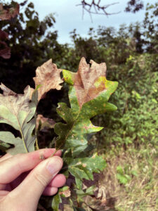 Photo of a wedge-shaped area of dead tissue at the tip of a bur oak leaf from a tree infected with bur oak blight.