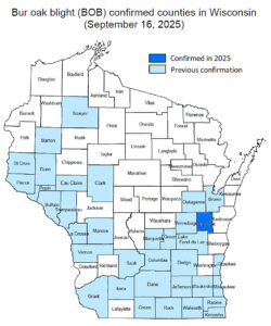A map of Wisconsin counties showing confirmed bur oak blight occurrences in light blue. The latest find, in Calumet County, is in dark blue.