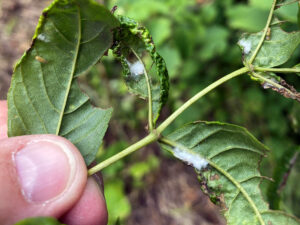 Closeup photo showing how cottony ash psyllid nymphs feed on the lower sides of leaves and grow white wool over themselves for protection.