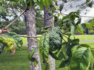 Photo showing that feeding by cottony ash psyllid causes leaves to pucker and curl.