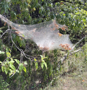 Photo of fall webworms form a tent on a tree at Kohler-Andrae State Park in September 2025.