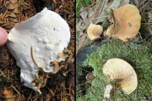 Side-by-side, closeup photos showing the pores on the underside of a Heterobasidion root disease fruit body on the left and a lookalike fungus with gills on its underside on the right.