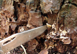 Closeup photo showing that in the early stages, infestation by Heterobasidion root disease can resemble popcorn.