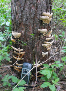 Photo showing that Heterobasidion root disease fruit bodies can grow as shelf-like shapes higher than one foot up the tree's main stem.