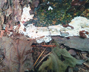 Closeup photo of a flat fruit body of Heterobasidion root disease as it grows on the ground line.