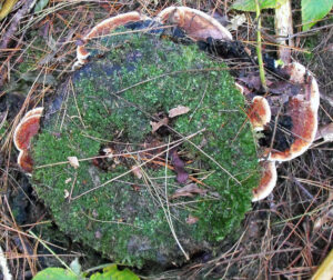 Photo from above showing Heterobasidion root disease growing from an infected tree stump.