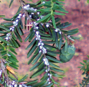 Closeup photo showing the woolly appearance of hemlock wooly adelgid at the base of hemlock needles in Maryland. This invasive pest has yet to be detected in Wisconsin.