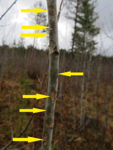 Photo of a young aspen showing signs of severe impact from hail. Arrows indicate each point of impact.