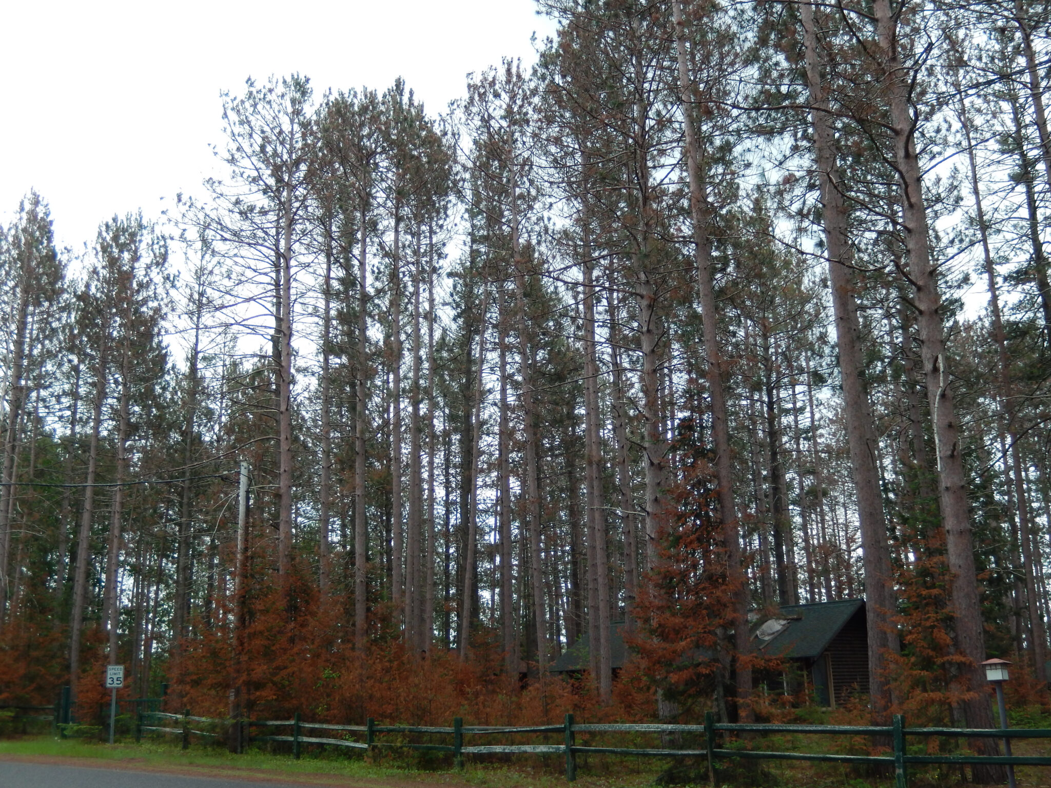 Hail Damage Can Cause Dieback, Whole-Tree Mortality