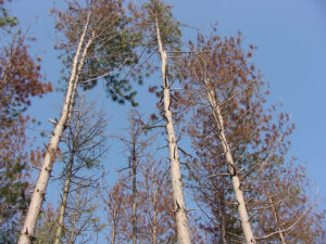 Wide-angle photo showing that the disease Diplodia has attacked many shoots on these red pine trees that were damaged by hail. These trees will not survive.
