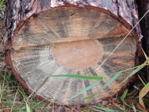 Photo showing that blue stain fungus has invaded hail wounds on a red pine tree that was damaged by hail. This staining can occur quickly after a storm and reduces the value of the timber.