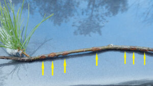 A photo of a white pine twig that was previously damaged by hail. Seven arrows indicate where the three has grown over and closed all its wounds.