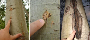 Group of three photos. Those at left and center are wounds on aspen bark, taken within a month of a hailstorm. Wounds have dried and the bark has cracked. The photo at right is from the same area on the tree, six years later, showing that as the wounds dried, they expanded before the tree could start to grow over them.