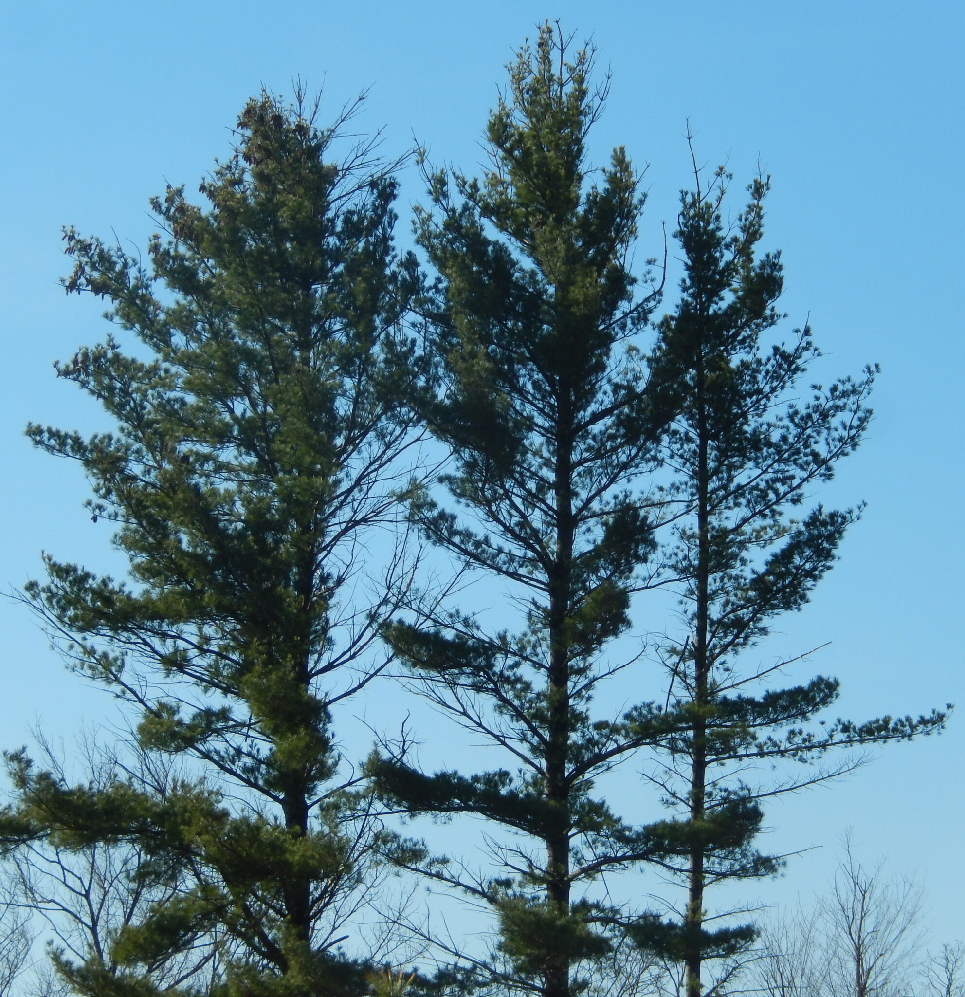 Hail Damage Can Cause Dieback, Whole-Tree Mortality