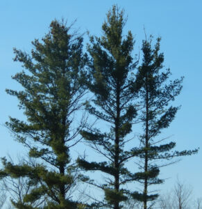 Photo of the tops of three white pine trees, showing many dead branches three years after a severe hailstorm.