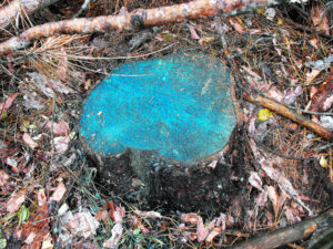 Photo of a freshly cut tree stump after treatment with fungicide to prevent infection with Heterobasidion root disease. The fungicide is dyed blue to help ensure complete coverage.