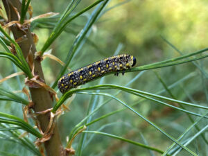 Photo of an introduced pine sawfly larva.