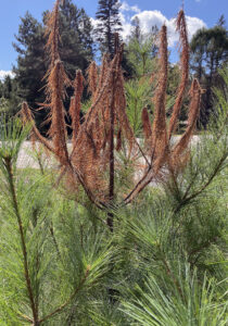 A photo showing that white pine weevil has attacked and killed the terminal leader on a young white pine.