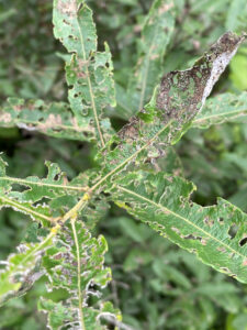 Closeup photo of heavy defoliation from willow leaf beetles. Although this much defoliation may look like a problem, willow trees and shrubs will survive.