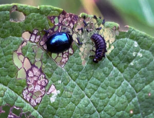 Closeup photo of an imported willow leaf beetle adult and larva.