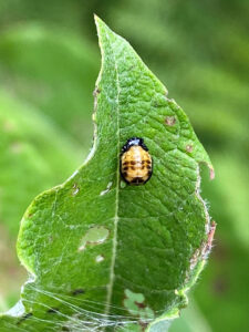 Closeup photo of imported willow leaf beetle larvae and adult.