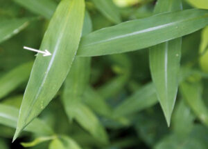 A close-up photo of Japanese stiltgrass leaves, showing their characteristic off-center silver midrib markings, indicated by a white arrow.