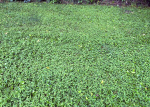 Wide-angle photo of a mat of Japanese stiltgrass in Rock County, Wisconsin, in July 2025