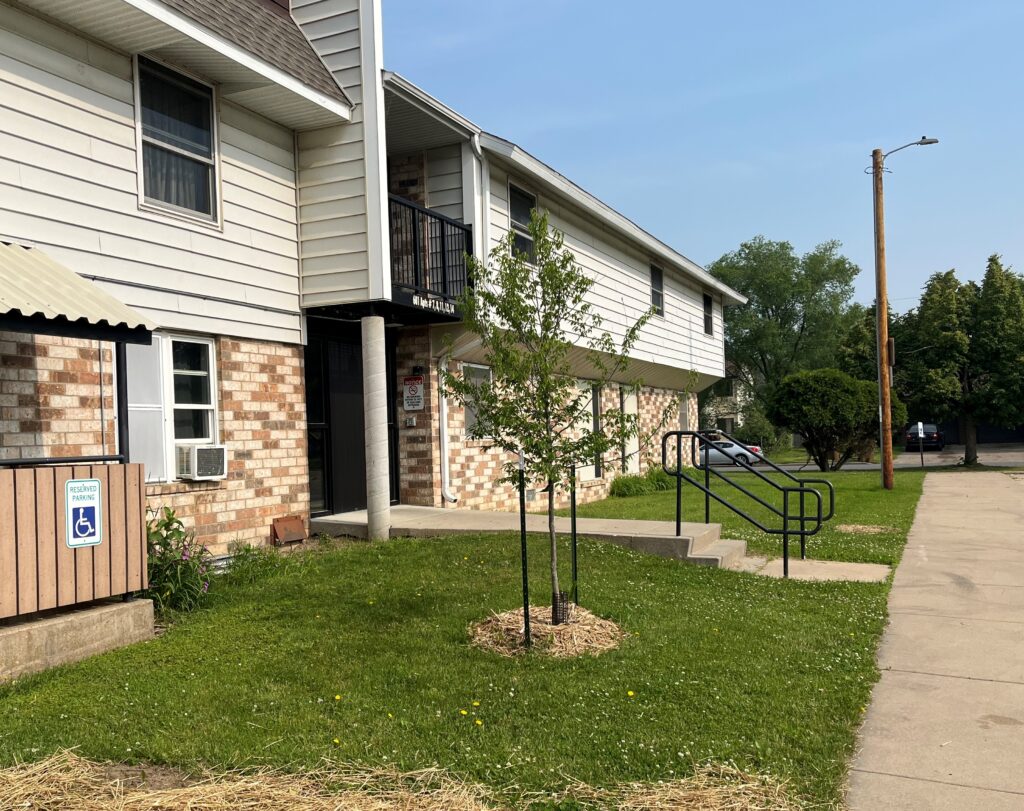 newly planted tree in front of a housing complex