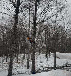 An arborist uses climbing safety gear to prune an oak tree along a road.