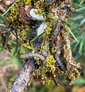 A torn-open fall webworm nest reveals two pine webworm caterpillars within.