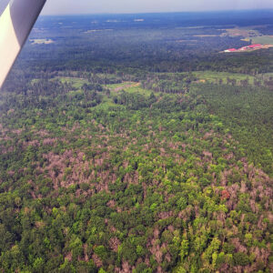 Aerial view of heavy oak mortality from previous spongy moth defoliation in Bayfield County, August 2025.