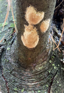 Three spongy moth egg masses on a branch in Walworth County in 2021.