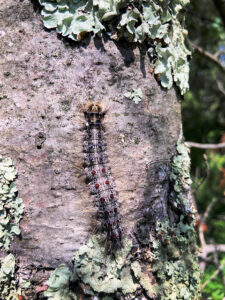 Mature spongy moth larva on a tree at Potawatomi State Park in Door County, July 2025.