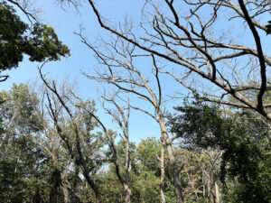 Wide view of a pocket of oak mortality on the Kettle Moraine State Forest in Waukesha County, September 2025.